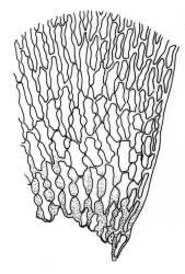 Camptochaete arbuscula var. tumida. Alar cells of branch leaf. Drawn from E.M. Chapman s.n., 11 Dec. 1971, CHR 163840.
 Image: R.C. Wagstaff © New Zealand Institute for Bioeconomy Science 2026 CC-BY 3.0 NZ